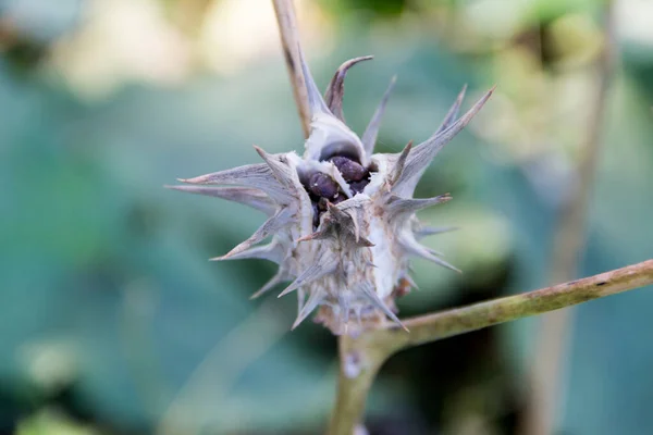 Frutos Datura Ferox Que Crescem Selvagens Conhecidos Como Toloache Chamico — Fotografia de Stock