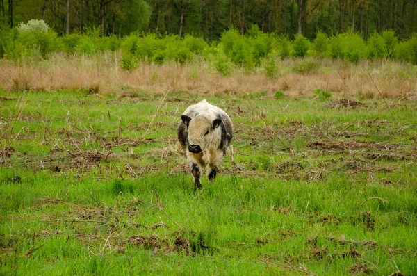 Adorável Branco Preto Galloway Pastoreando Campo Verde Fundo Árvores Densas — Fotografia de Stock