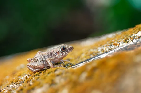 Primo Piano Una Rana Della Serra — Foto Stock