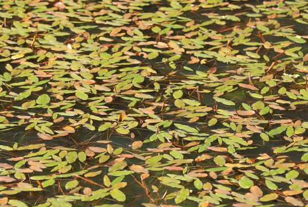 Krásný Výhled Listy Persicaria Plovoucí Vodní Hladině Jezera — Stock fotografie