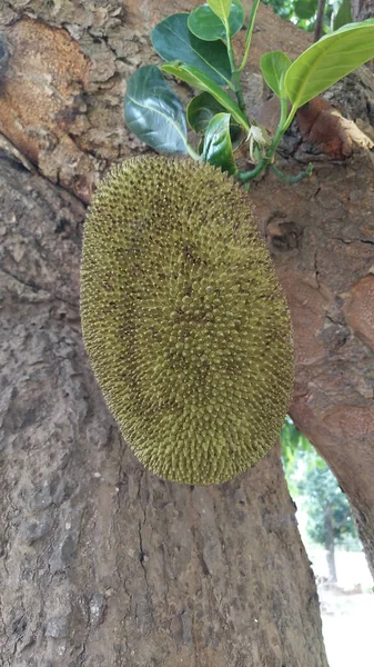Eine Großaufnahme Einer Grünlichen Jackfrucht Auf Dem Baum — Stockfoto