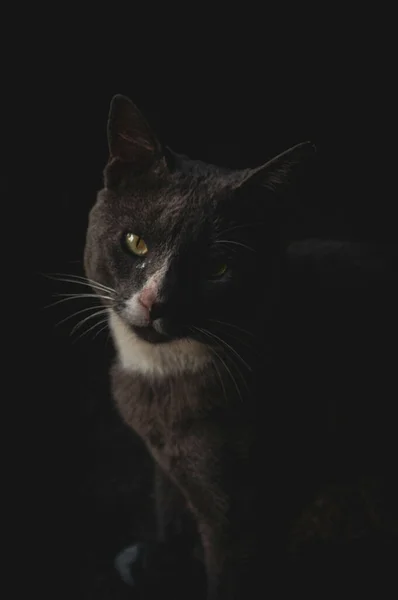 Vertical Shot Black Cat Bright Yellow Eyes Front Dark Background — Stock Photo, Image