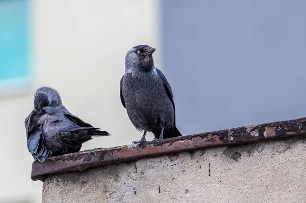 Paslı Çatıda Oturan Bir Çift Sevimli Avrupalı Karga — Stok fotoğraf