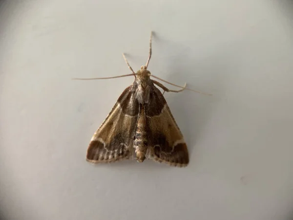 Primer Plano Una Mariposa Polilla Contra Una Pared Blanca —  Fotos de Stock