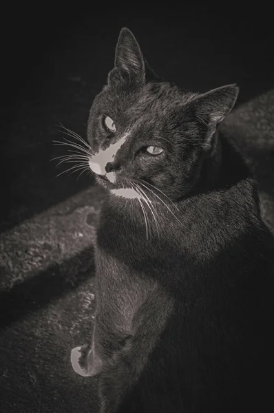 Plan Vertical Niveaux Gris Chat Noir Devant Une Fenêtre — Photo