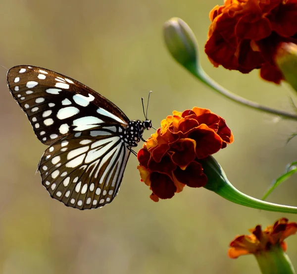 Крупный План Бабочки Сидящей Красном Цветке — стоковое фото