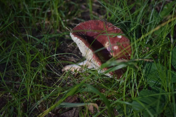 Nahaufnahme Eines Wilden Roten Pilzes Wald — Stockfoto