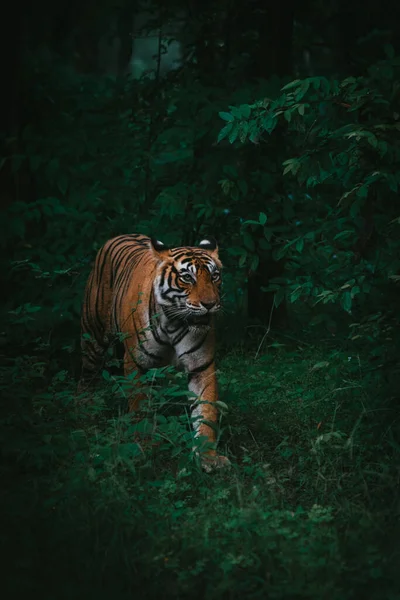 Вертикальный Снимок Прекрасного Бенгальского Тигра Идущего Пышному Зеленому Лесу — стоковое фото