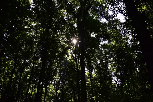 Прекрасний Вид Стовбурів Дерев Густому Лісі Сонячному Світлі — стокове фото