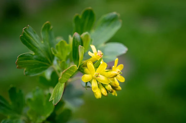 Zbliżenie Jasnożółtych Kwiatów Agrestu Rozmytym Naturalnym Tle — Zdjęcie stockowe