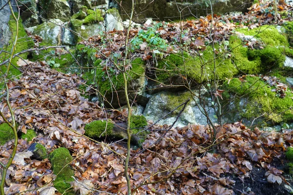 苔と岩で自然の詳細のクローズアップショット — ストック写真