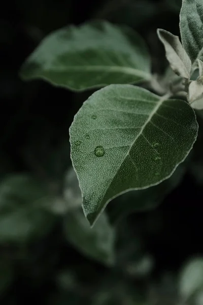 Краплі Води Поверхні Темно Зеленого Листя — стокове фото