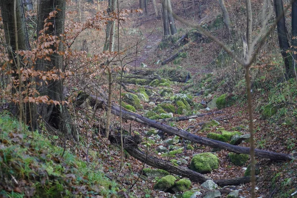 Les Troncs Arbres Tombés Dans Une Forêt — Photo