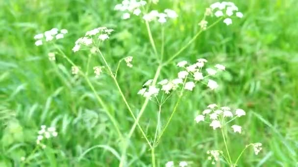 Mooie Bloemen Groeien Tuin Het Voorjaar Zonnige Dag — Stockvideo