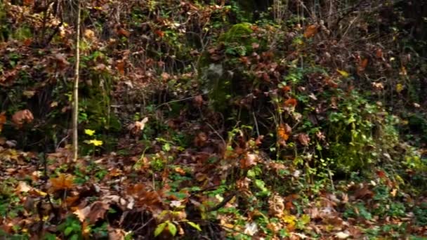 Vista Pittoresca Della Foresta Nella Giornata Sole — Video Stock