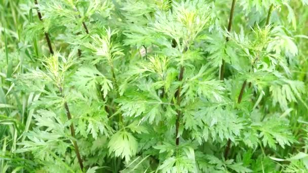 Schöne Grüne Pflanzen Die Sonnigen Frühlingstagen Garten Wachsen — Stockvideo