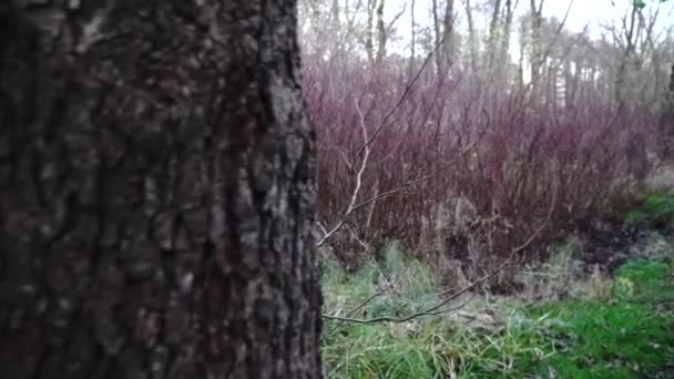 Schilderachtig Uitzicht Bos Zonnige Dag — Stockvideo