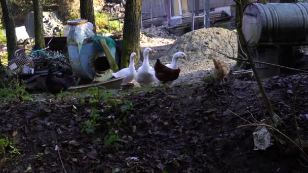 Grupo Gallinas Patos Caminando Patio Una Casa Rural — Vídeos de Stock