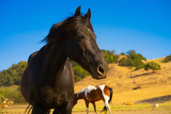 Magnifique Cheval Noir Regardant Fièrement Sur Une Ferme Avec Des — Photo