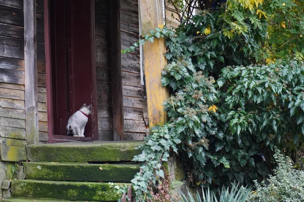 Gato Blanco Sentado Entrada Hou —  Fotos de Stock