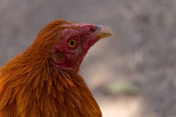 Egy Csirke Mászkál Udvaron — Stock Fotó