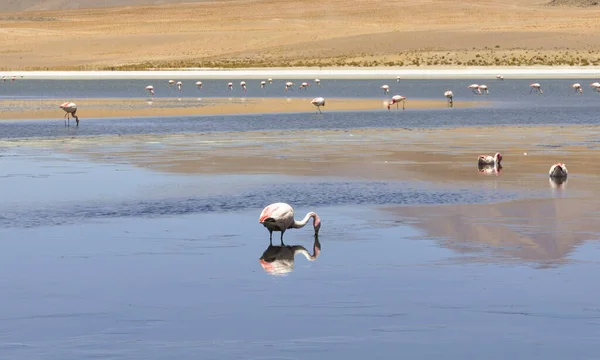 Grupo Flamingos Rosa Adorável Laguna Colorada Lago Bolívia — Fotografia de Stock