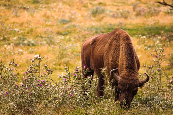 Een Kaukasische Bruine Bizon Grazen Het Gele Veld Wilde Dieren — Stockfoto