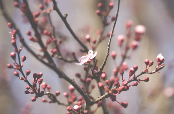 Selective Focus Shot Pink Plum Blossoms Springtime — Stock Photo, Image