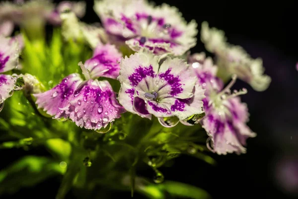 Egy Gyönyörű Dianthus Virágok Vízcseppek Fekete Háttér — Stock Fotó