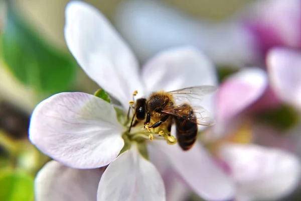 Gros Plan Une Abeille Sur Une Fleur — Photo