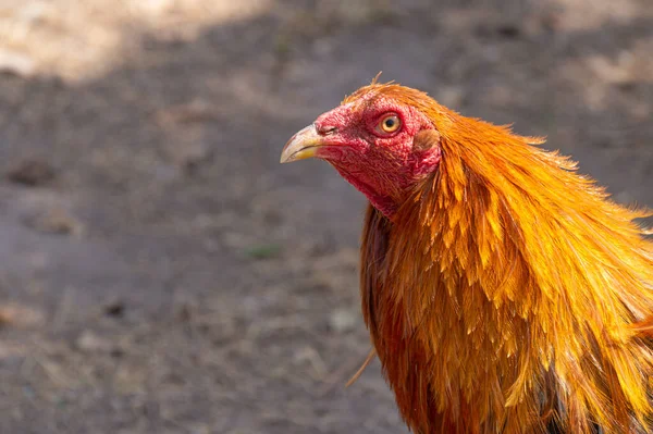 Egy Csirke Mászkál Udvaron — Stock Fotó