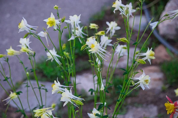 Zbliżenie Sierra Columbine Aquilegia Pubescens Kwiaty — Zdjęcie stockowe
