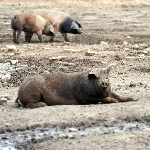 Närbild Stora Grisar Utomhus Ett Öde Lerigt Fält — Stockfoto