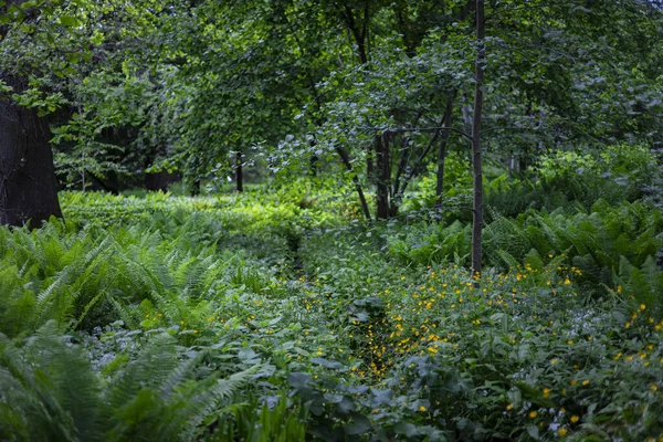 Een Prachtig Uitzicht Een Bos Met Veel Bomen Groen — Stockfoto