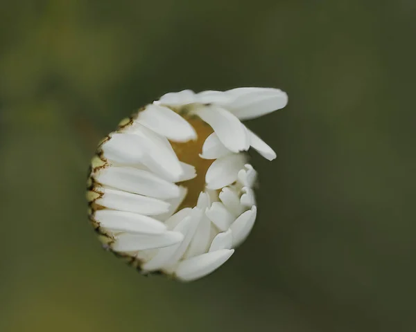 Foco Suave Belo Botão Margarida Contra Fundo Verde Embaçado — Fotografia de Stock