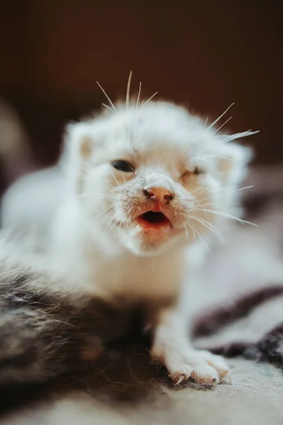 Vertical Closeup Shot Cute White Newly Born Kitten — Stock Photo, Image