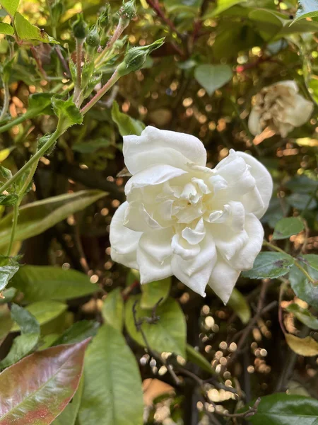 A closeup shot of a white gardenia flower in the garden