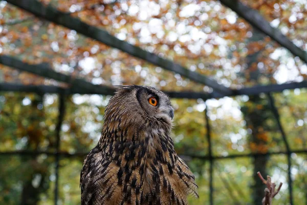 秋の葉を持つ木の下に落ちたフクロウの選択的フォーカスショット — ストック写真