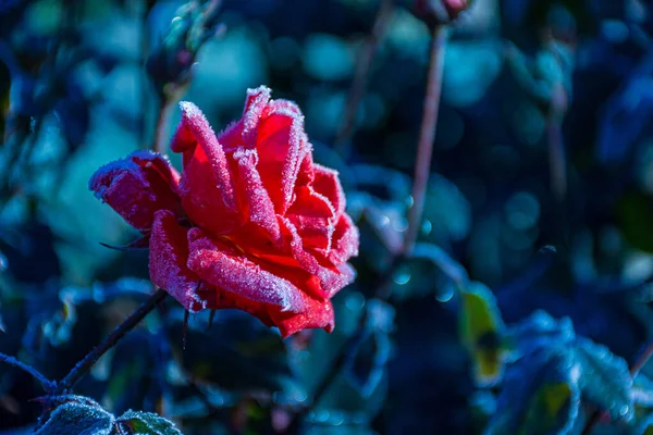 Крупный План Цветущей Розы Росой — стоковое фото