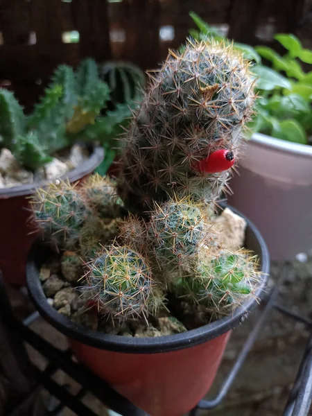 Closeup Vertical Cacto Mammillaria Uma Panela — Fotografia de Stock