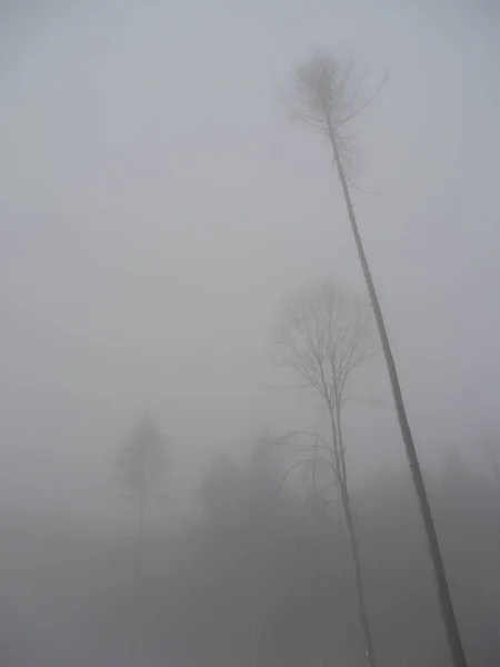 Colpo Basso Degli Alberi Conifera Nella Nebbiosa Foresta Invernale Una — Foto Stock