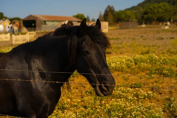 Närbild Svart Hingst Som Tittar Mot Kameran Bakom Ett Stängsel — Stockfoto