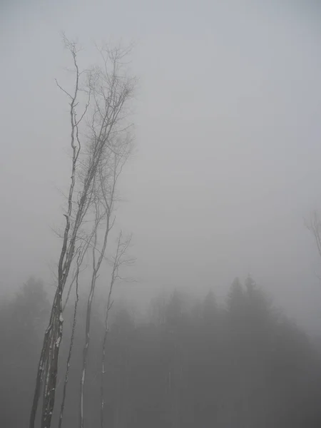 Eine Ruhige Landschaft Kahler Bäume Nebel Des Winterwaldes Einem Düsteren — Stockfoto