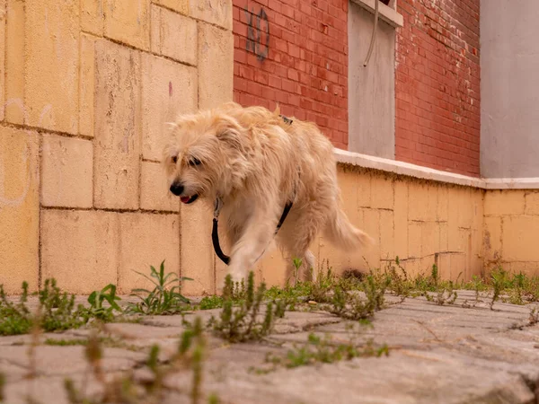 都会の通りを歩いている汚い白い犬のクローズアップ — ストック写真