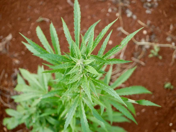 Nahaufnahme Einer Cannabispflanze Die Auf Einem Feld Wächst — Stockfoto