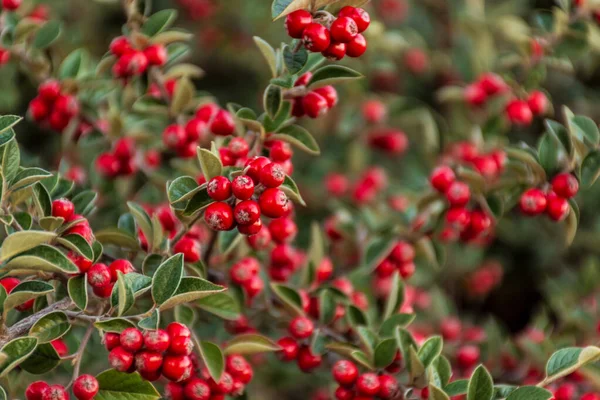 Eine Nahaufnahme Von Roten Cotoneaster Beeren — Stockfoto