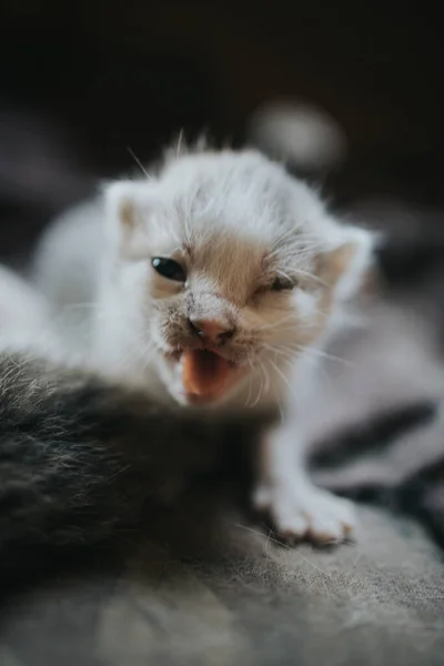 Closeup Shot Cute White Baby Kitten — Stock Photo, Image