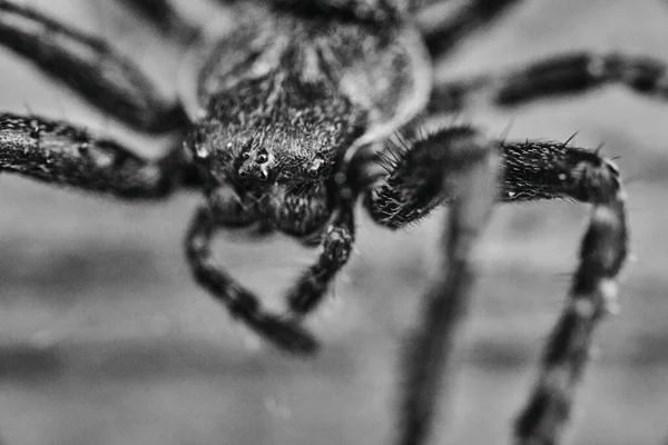 Cliché Niveaux Gris Une Araignée Loup Sous Les Lumières Avec — Photo