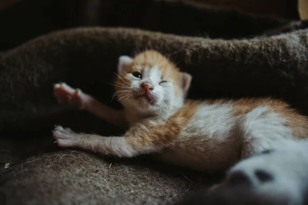 一只可爱的小猫躺在地上的特写镜头 — 图库照片