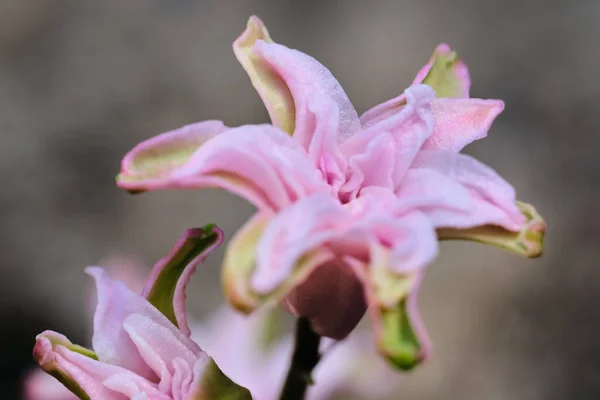 Rózsaszín Virágzó Liliomok Közelsége Kertben Napfény Alatt Homályos Háttérrel — Stock Fotó
